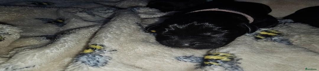 Black Boy Puppy (White Collar)