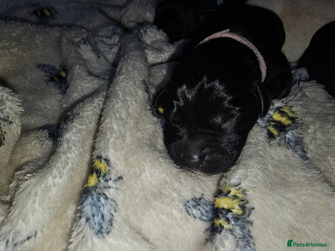 Labrador Retriever dogs for sale: KC reg Labrador puppies – Black and Yellow  - Image 9