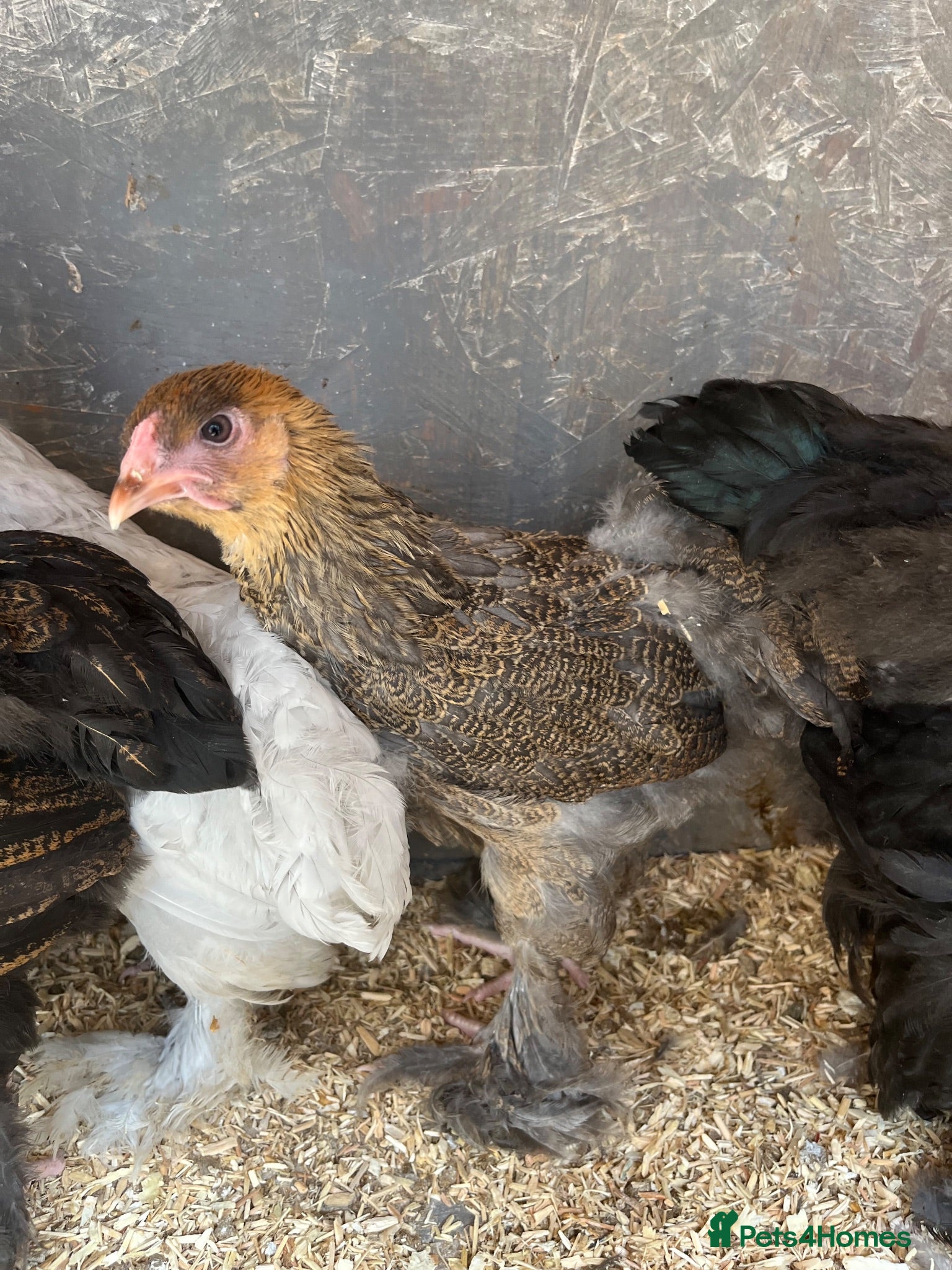 Chickens poultry Polish Pullets, Orpington, Brahma and Cross  - Advert 13
