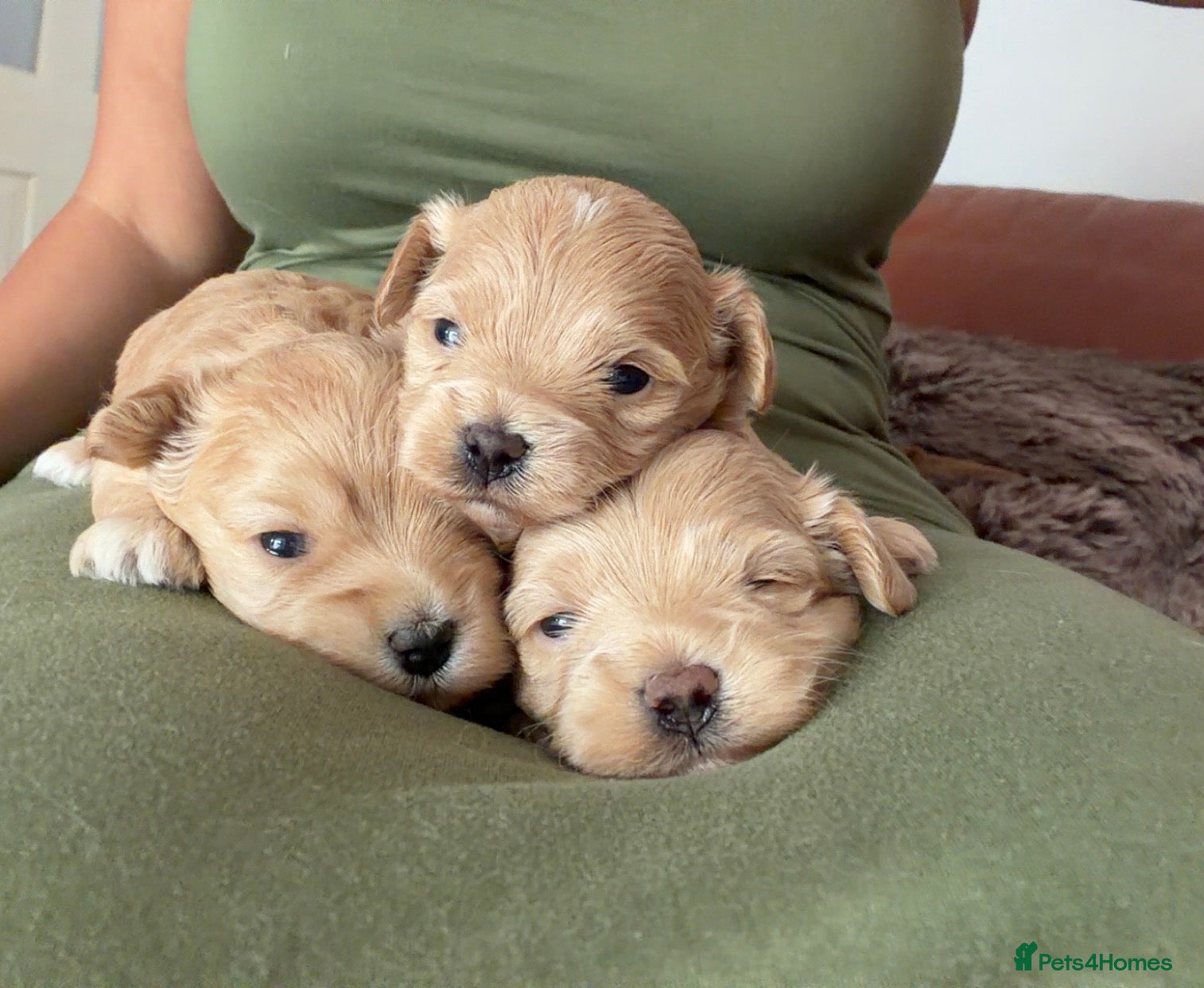 Maltipoo dogs for sale: Asian/Korean *DNA TESTED* teddy bear maltipoos - Advert 2
