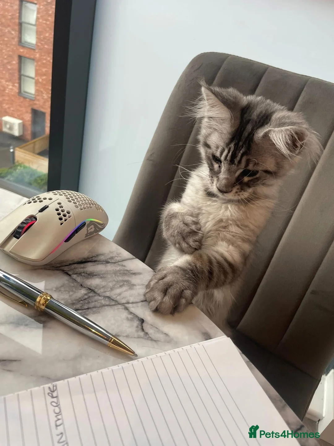 Maine Coon cats for stud: Silver Striped Male for STUD - Advert 15