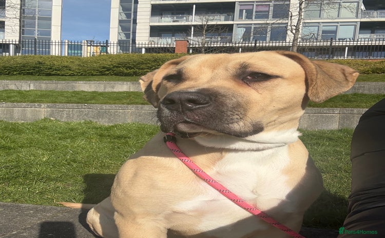 Mixed Breed dogs - Advert 1