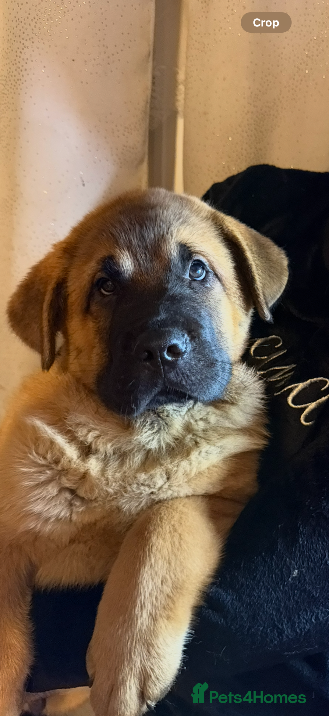 Mixed Breed dogs for sale: Beautiful chow x Newfoundland puppies - Advert 11