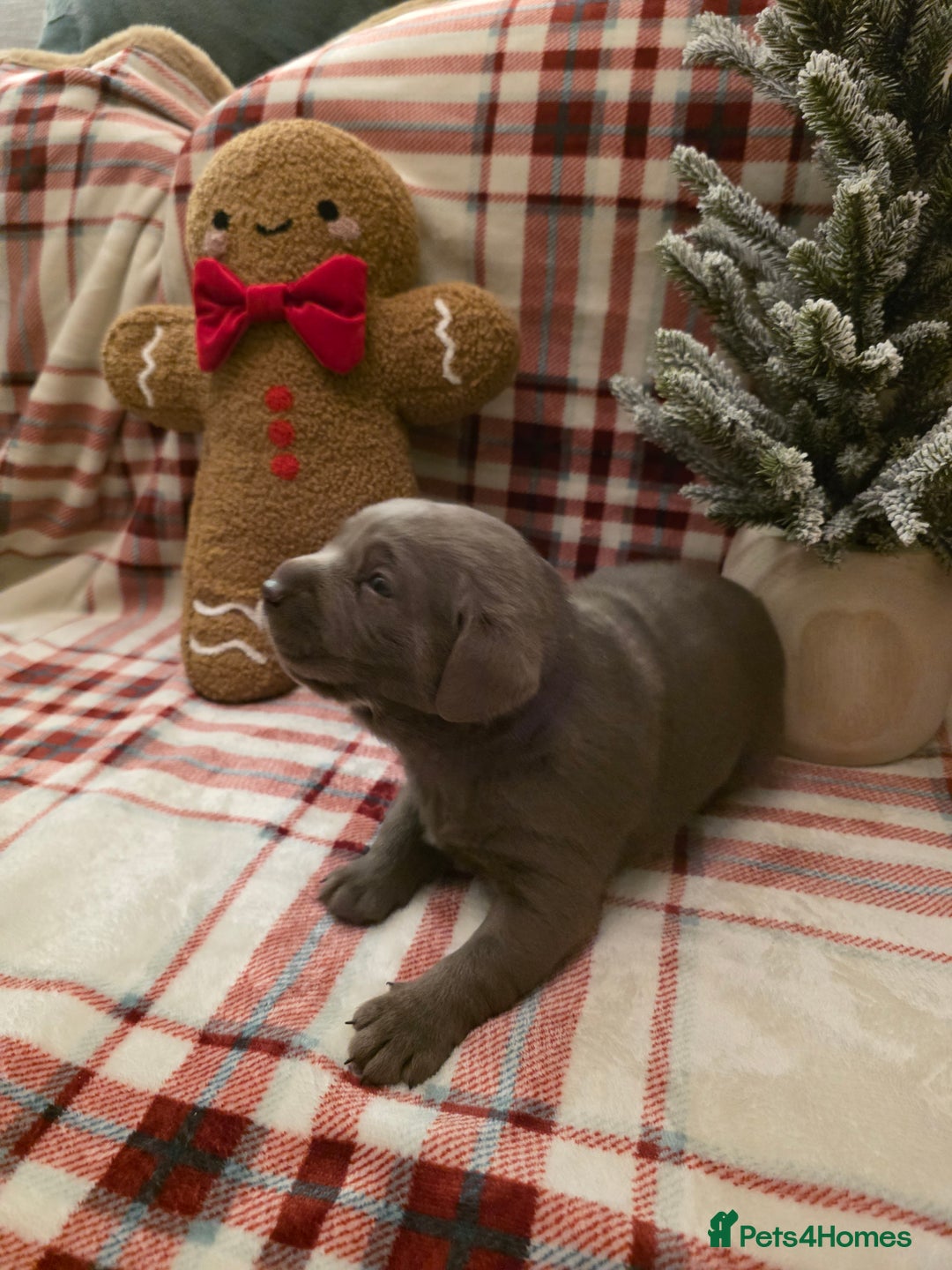 Labrador Retriever dogs for sale: Silver Labrador Puppies For Sale - Advert 18