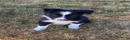 Border Collie dogs for sale: Blue and black white collies  in Newtown - Advert 3