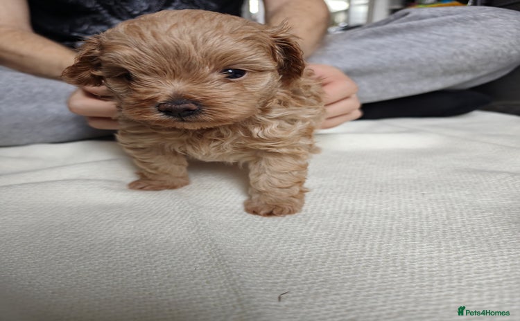 Maltipoo dogs - Advert 7