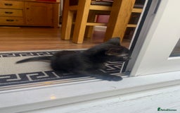 Russian Blue cats for sale: Black kitten - Image 3