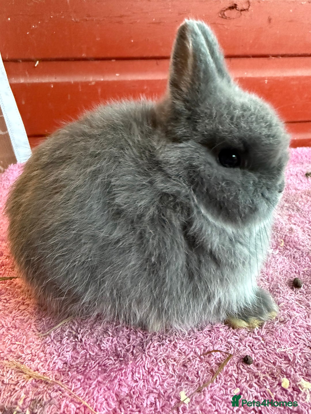 Netherland Dwarf rabbits for sale: Young Netherland Dwarfs - Advert 11