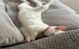 Mixed Breed cats for sale: Female kitten - Image 3