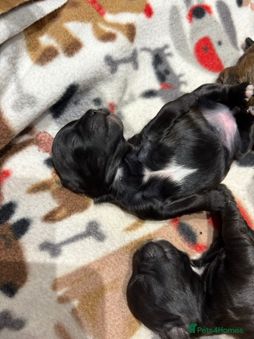 Shihpoo dogs for sale: BEAUTIFUL SHIHPOO PUPPIES - Advert 5