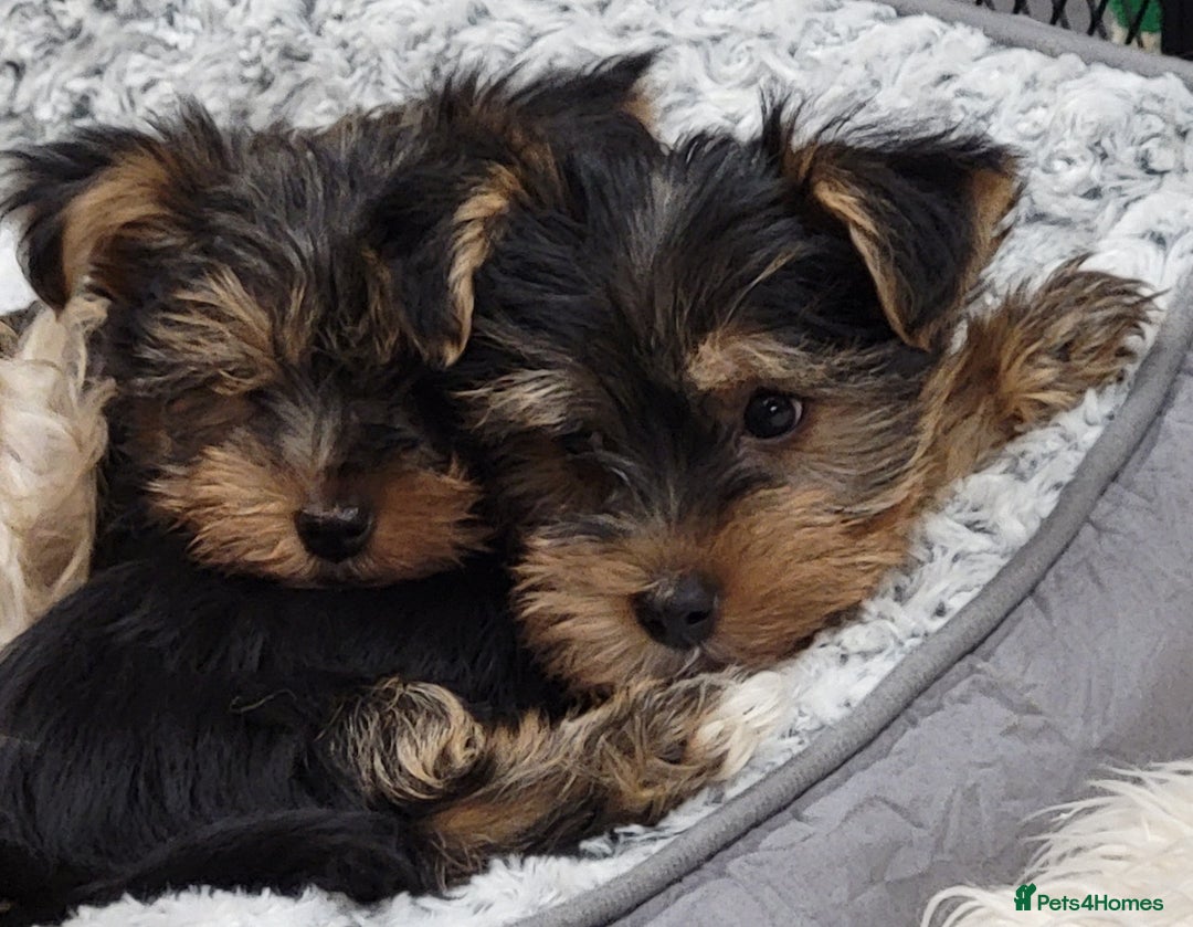 Yorkshire Terrier dogs for sale: Yorkshire Terriers puppies from Licensed Breeder  - Advert 1