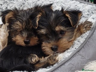 Yorkshire Terrier dogs Yorkshire Terriers puppies from Licensed Breeder - Advert 1