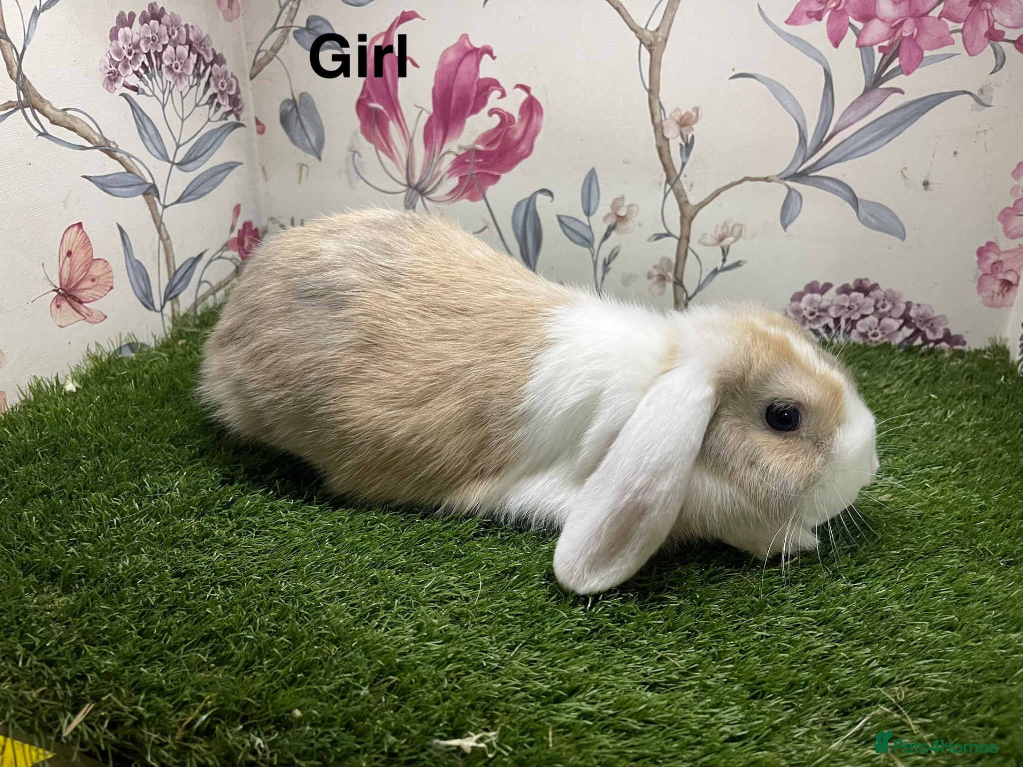 Mini Lop rabbits Mini lop male and female rabbits  - Advert 11