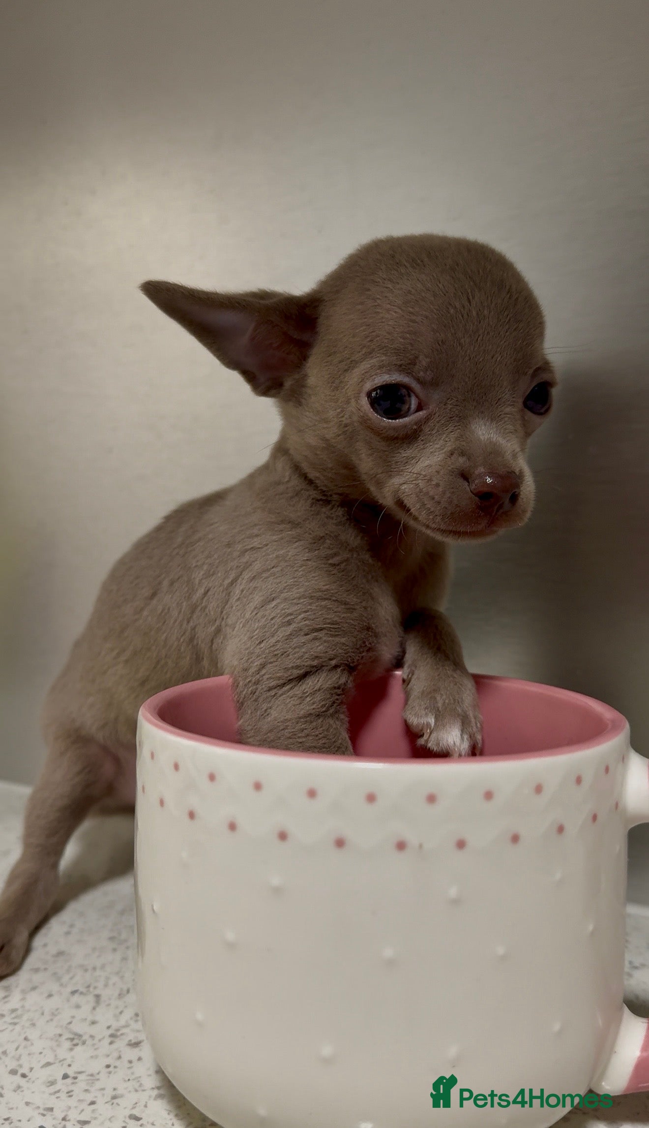 Chihuahua dogs Three Boy Chihuahuas | Lilac & Blue | Ready - Advert 2