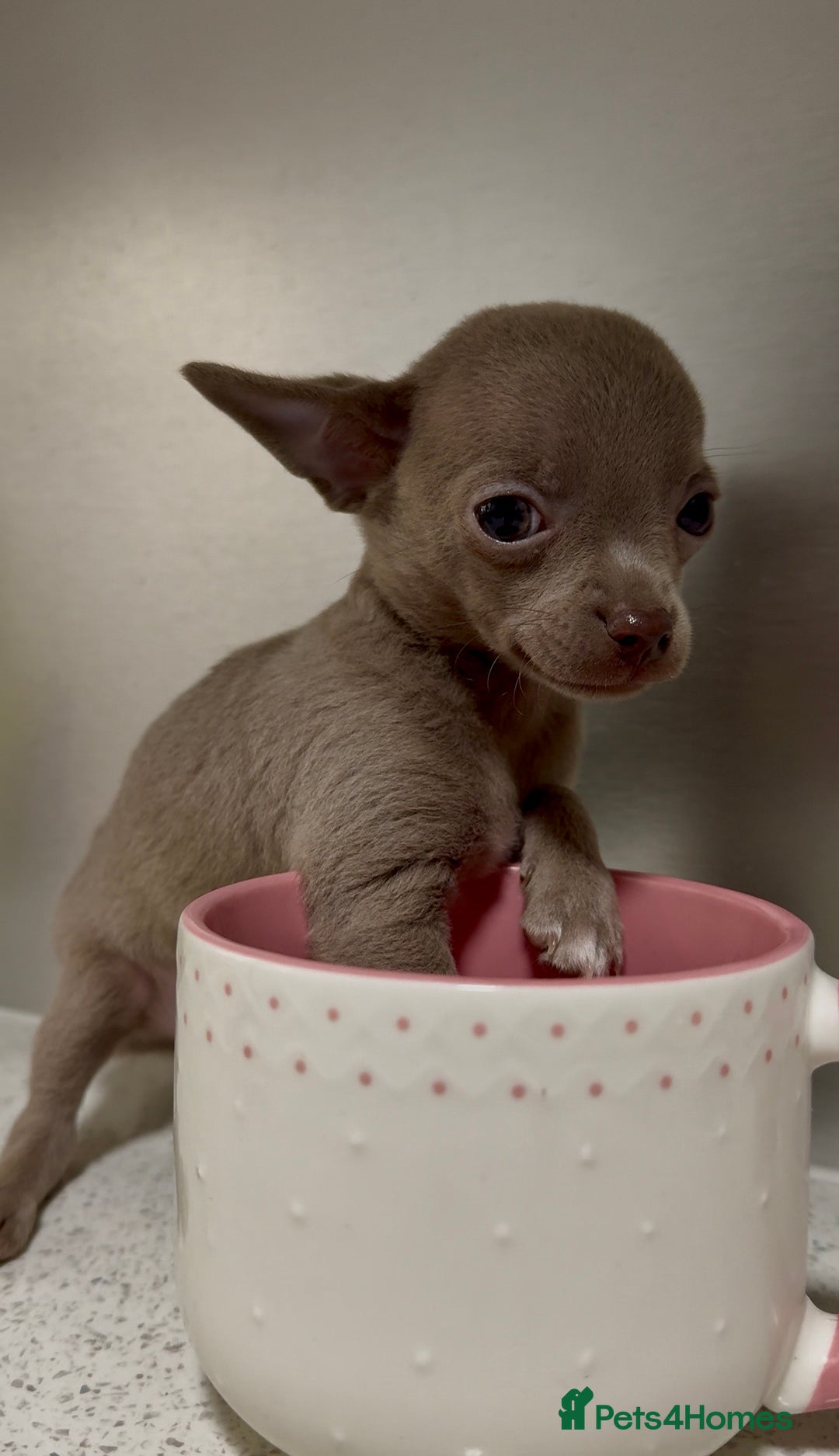 Chihuahua dogs for sale: Three Boy Chihuahuas | Lilac & Blue | Ready - Advert 1