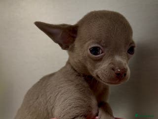 Chihuahua dogs Three Boy Chihuahuas | Lilac & Blue | Ready - Advert 2