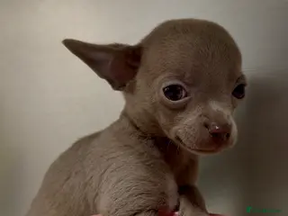 Chihuahua dogs READY NOW Tiny Lilac and Blue Chihuahuas RARE - Advert 3