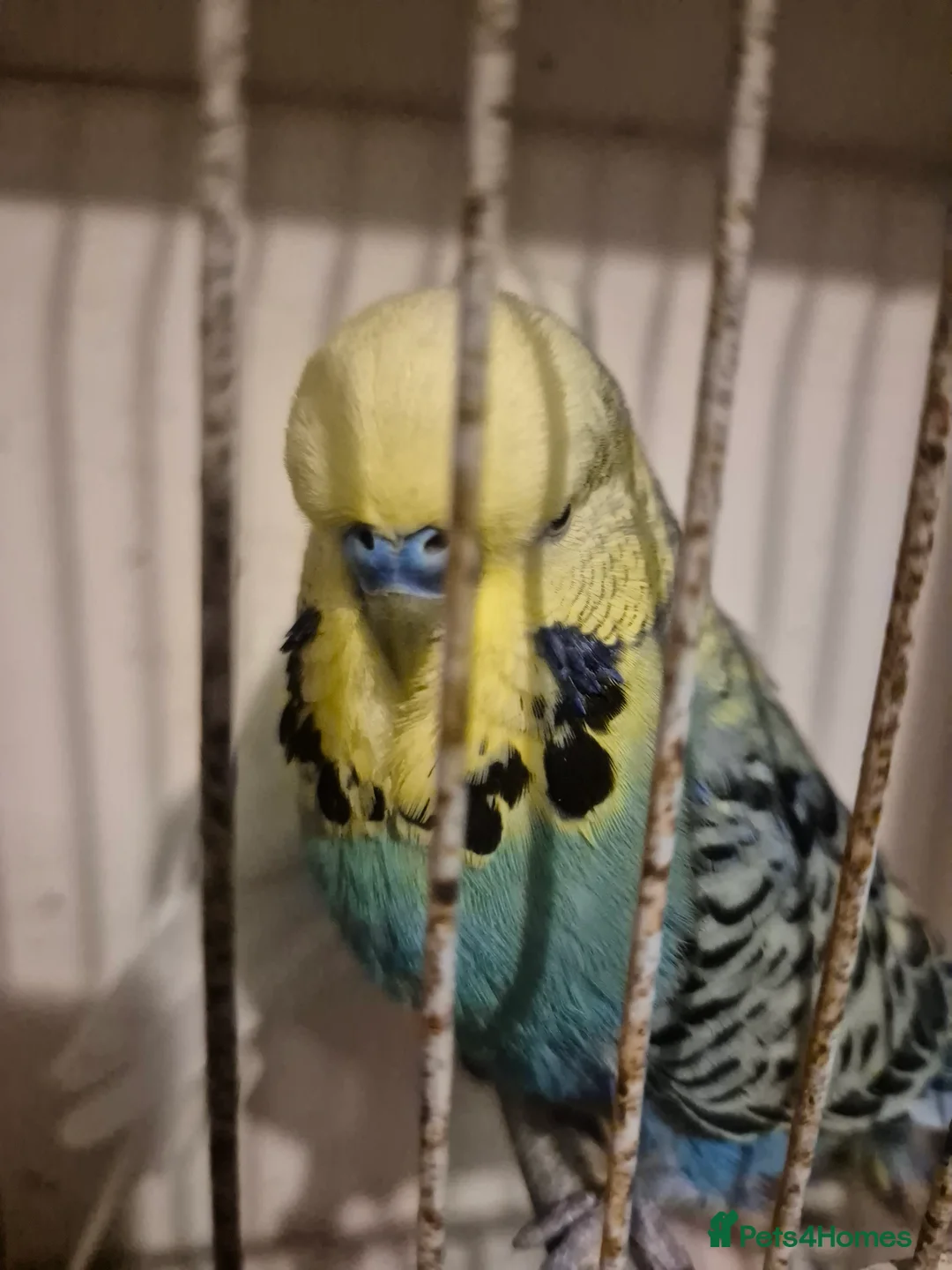 Budgerigars birds for sale: Budgies 2 year old - Advert 4