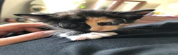 Mixed Breed cats for sale: 3 calico kittens in Wrexham - Advert 8