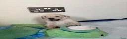 Standard Poodle dogs for sale: KC STANDARD POODLE PUPPIES - Advert 10