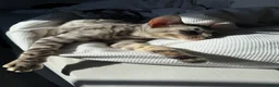Bengal cats for sale: 9 month old Bengal boy  - Advert 5
