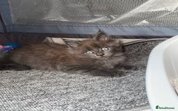Maine Coon cats for sale: Beautiful TICA registered Maine coon kittens - Image 11