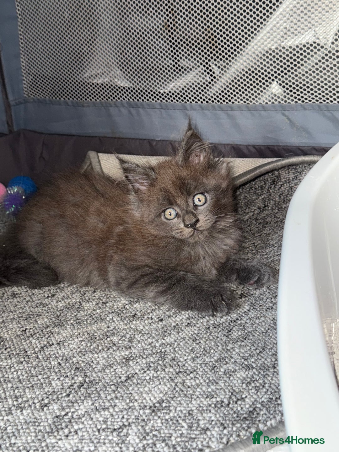 Maine Coon cats for sale: Beautiful TICA registered Maine coon kittens - Image 11