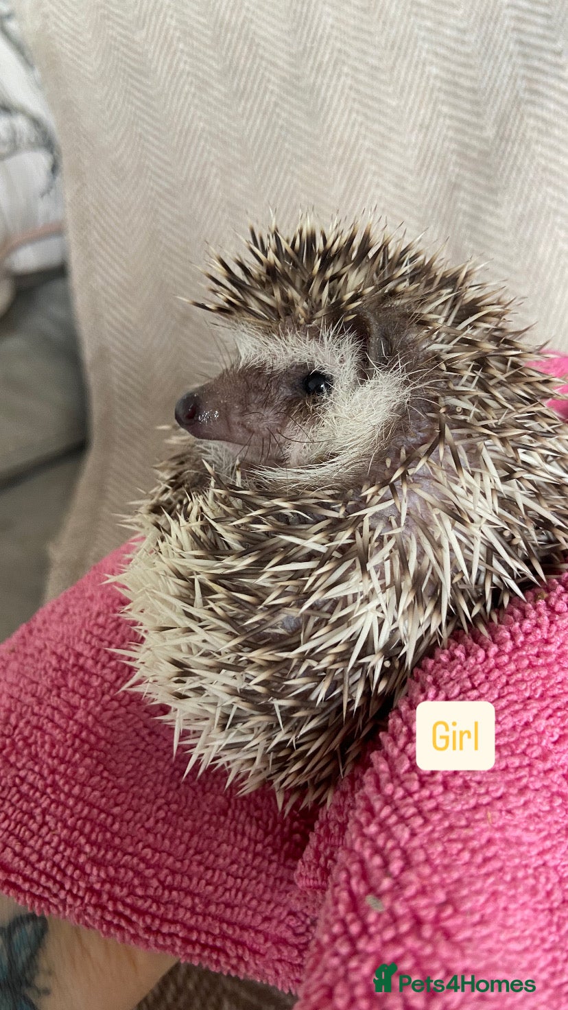 Pygmy Hedgehog rodents for sale: African Pygmy Hedgehogs  - Advert 8