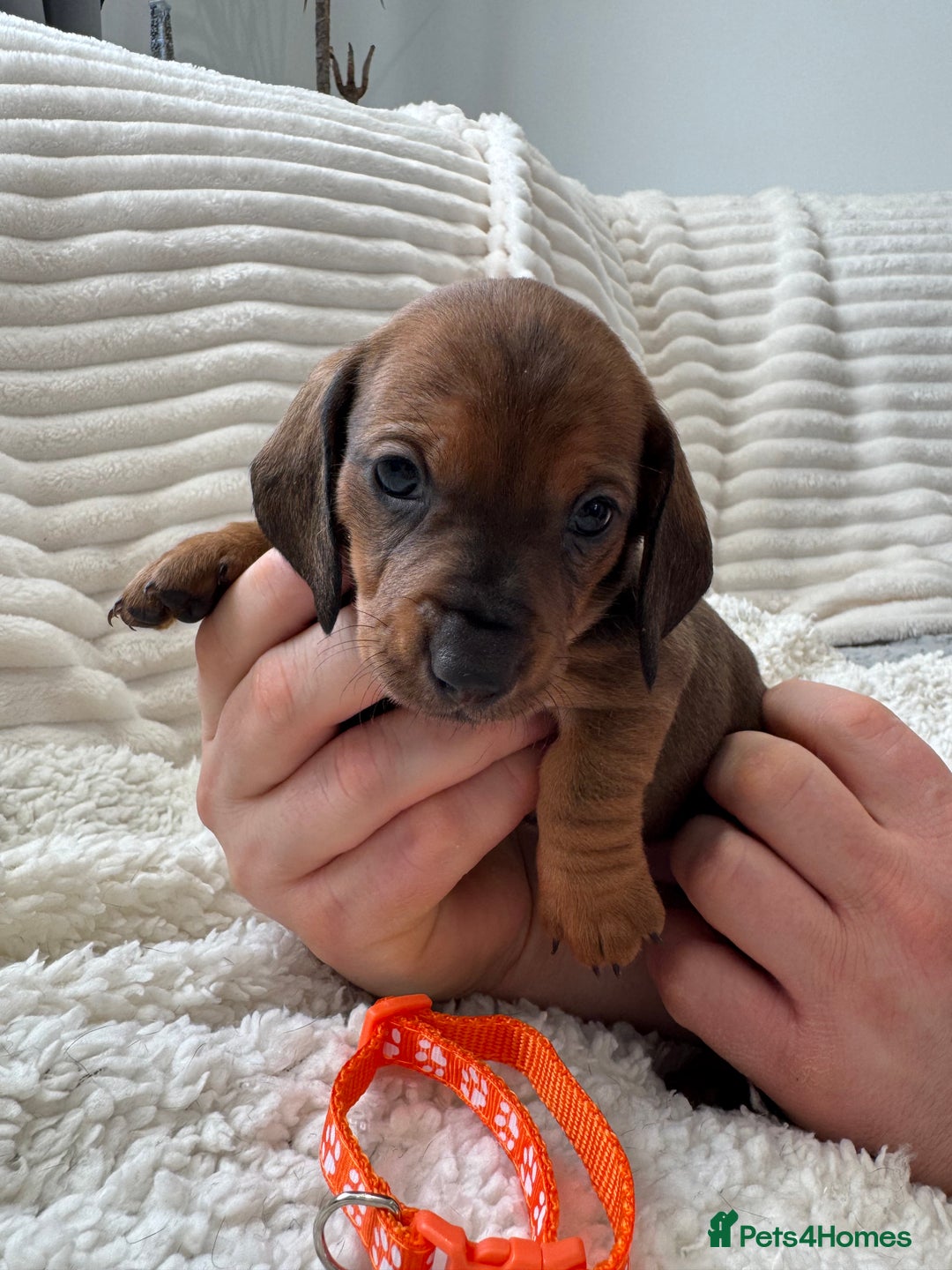 Dachshund dogs for sale: Beautiful Standard Dachshund Puppies - Advert 4