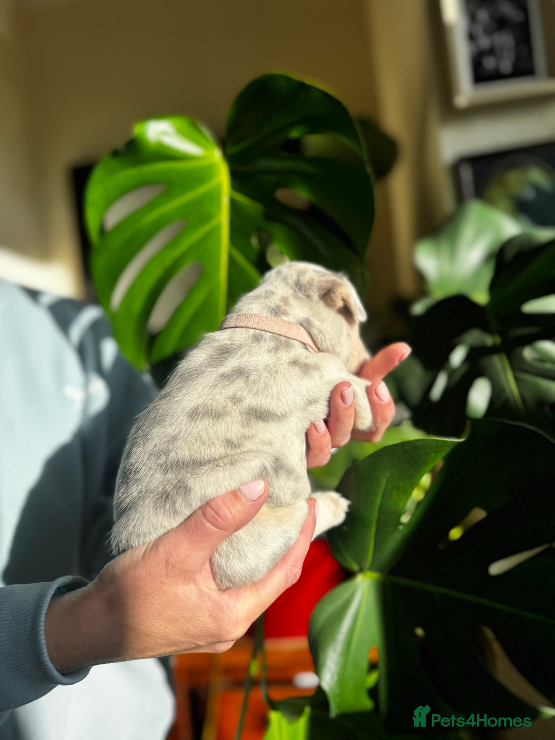 French Bulldog dogs for sale: Accepting Reservations 4 Girls,2 Boys Available  - Image 10