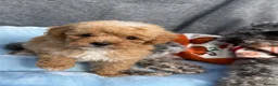 Toy Poodle dogs for sale: Adorable Toy Poodle Puppies 1 LEFT! *READY TO GO* - Advert 18