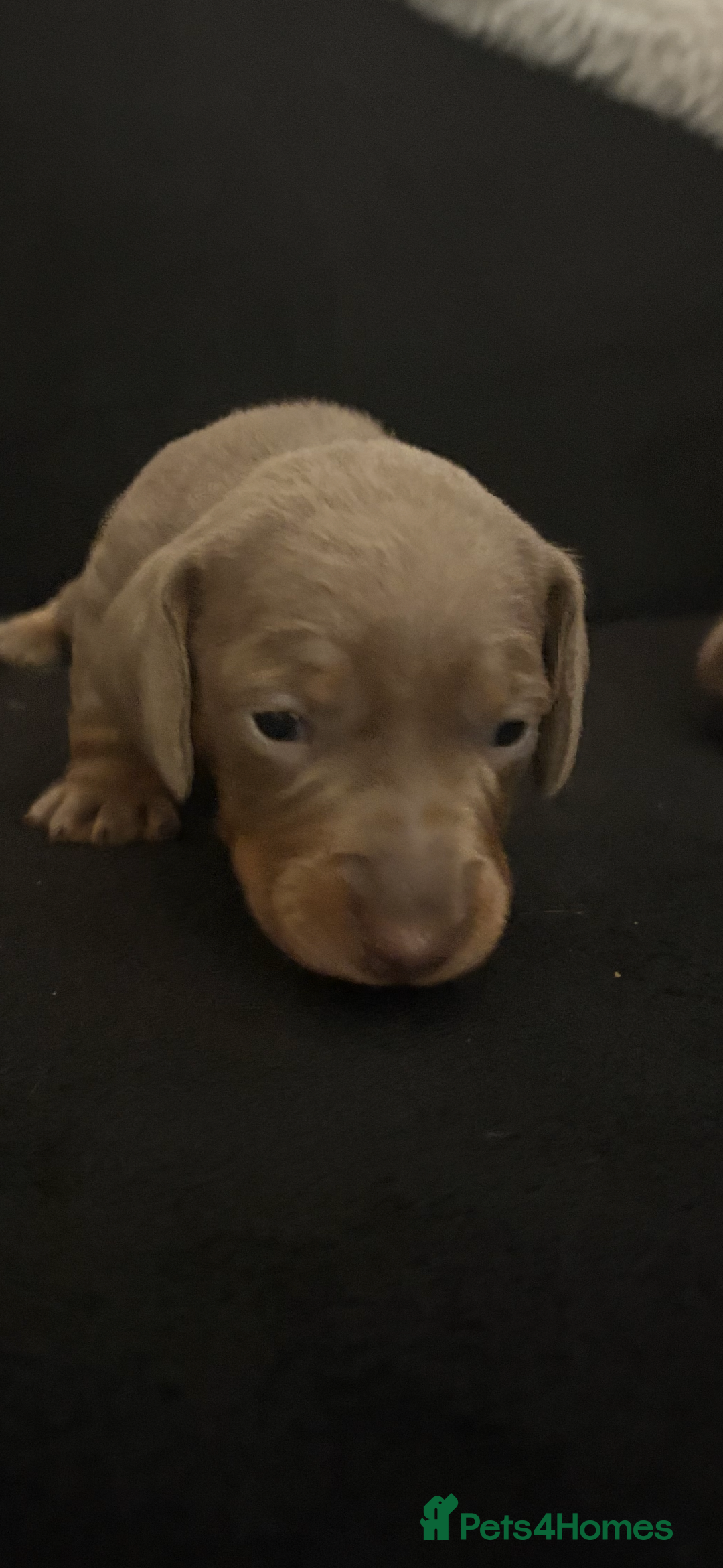 Miniature Dachshund dogs for sale: Miniature Dachshund Puppies - Image 4