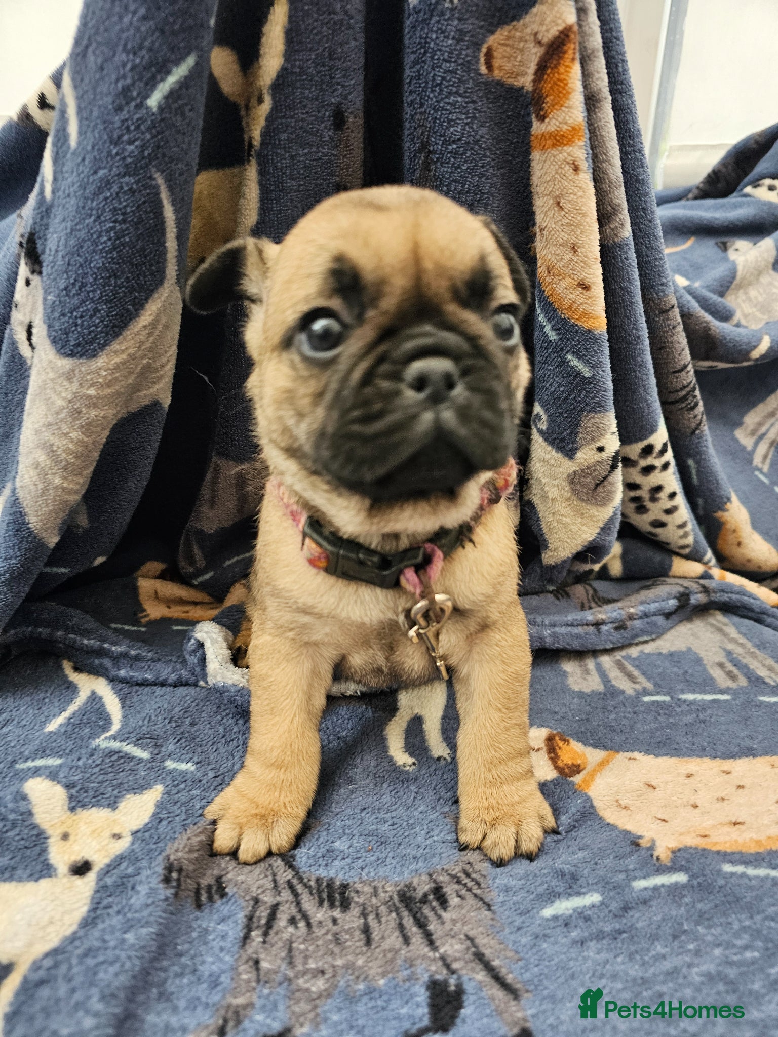 Frug dogs FRUG puppies looking for loving, forever homes now - Advert 2