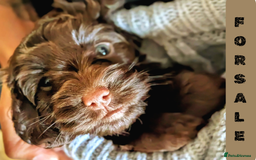 Cockapoo dogs for sale: 5 males, 7 week old Cockerpoo for sale  - Image 9