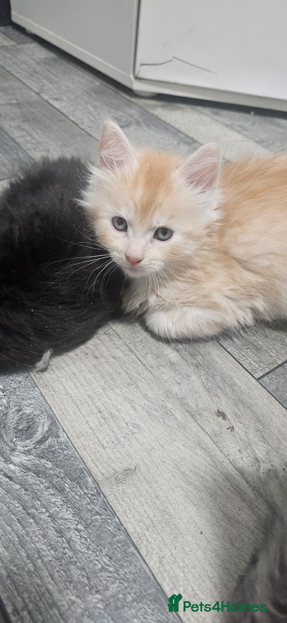 Maine Coon cats Stunning xl TICA Registered Maine coon Kittens  - Advert 2