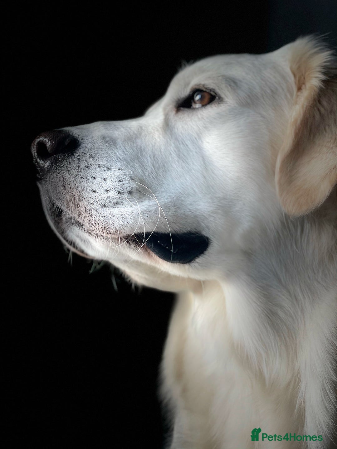 Golden Retriever dogs for stud: Stunning Golden Retriever Stud Dog KC Registered in Beverley - Advert 8