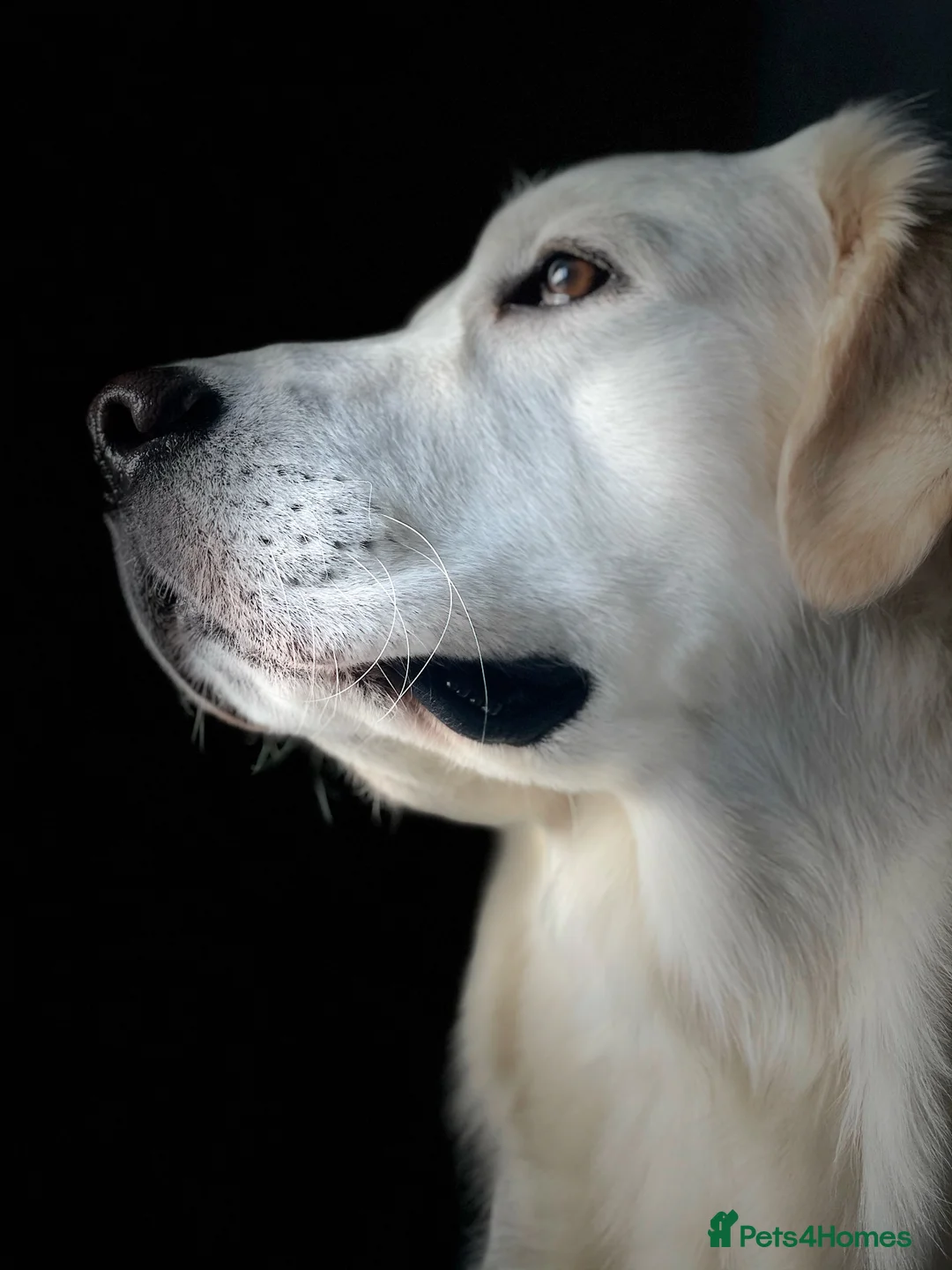 Golden Retriever dogs for stud: Stunning Golden Retriever Stud Dog KC Registered in Beverley - Advert 8