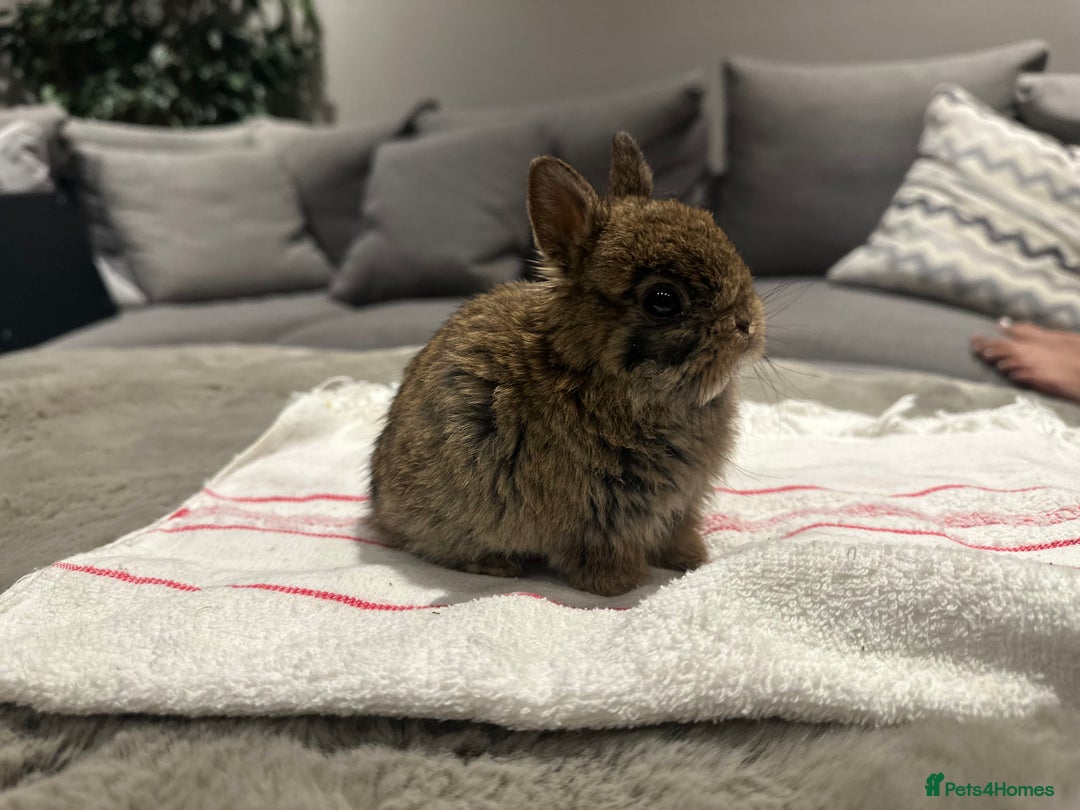 Mixed Breed rabbits for sale: Lion Head and Netherlands Dwarf mixed - Advert 3