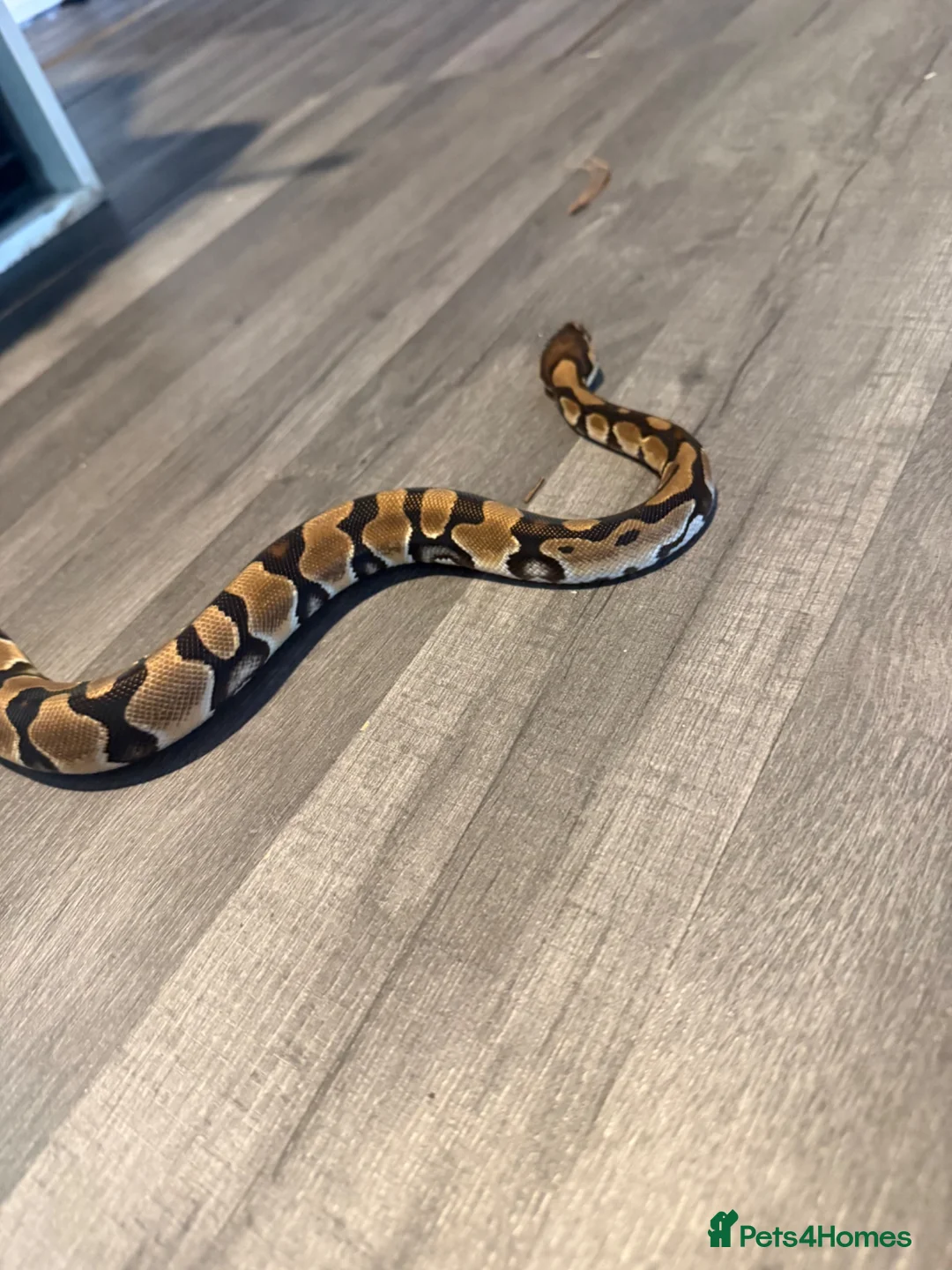 Python Snake reptiles for sale: 3 stunning ball python for sale  - Advert 3