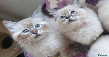 Ragdoll cats - Advert 12