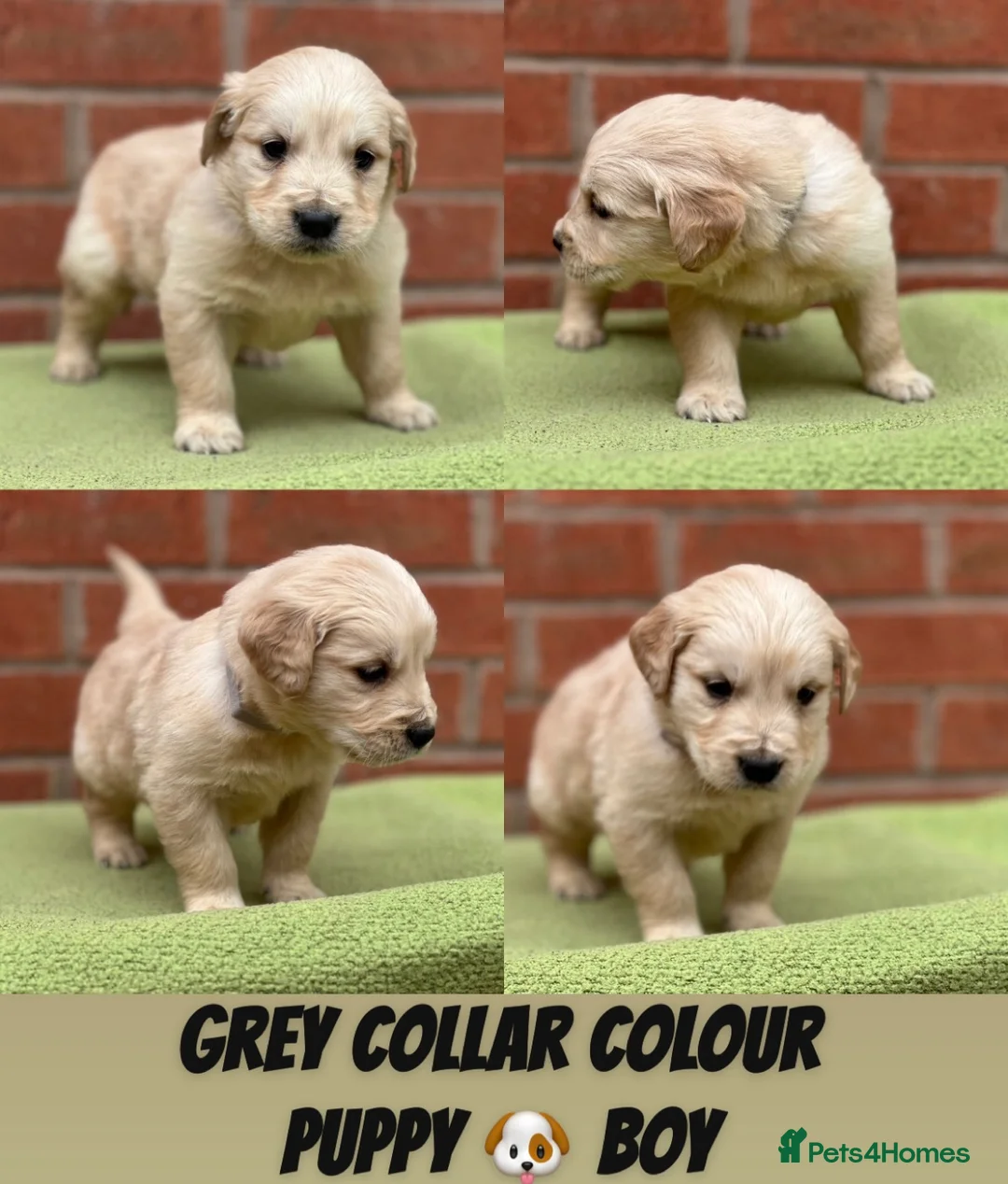 Golden Retriever dogs for sale: Beautiful Golden Retriever Puppies Golden Red  - Advert 10
