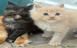 Maine Coon cats for sale: GCCF Reg Main Coon Kittens - Image 6
