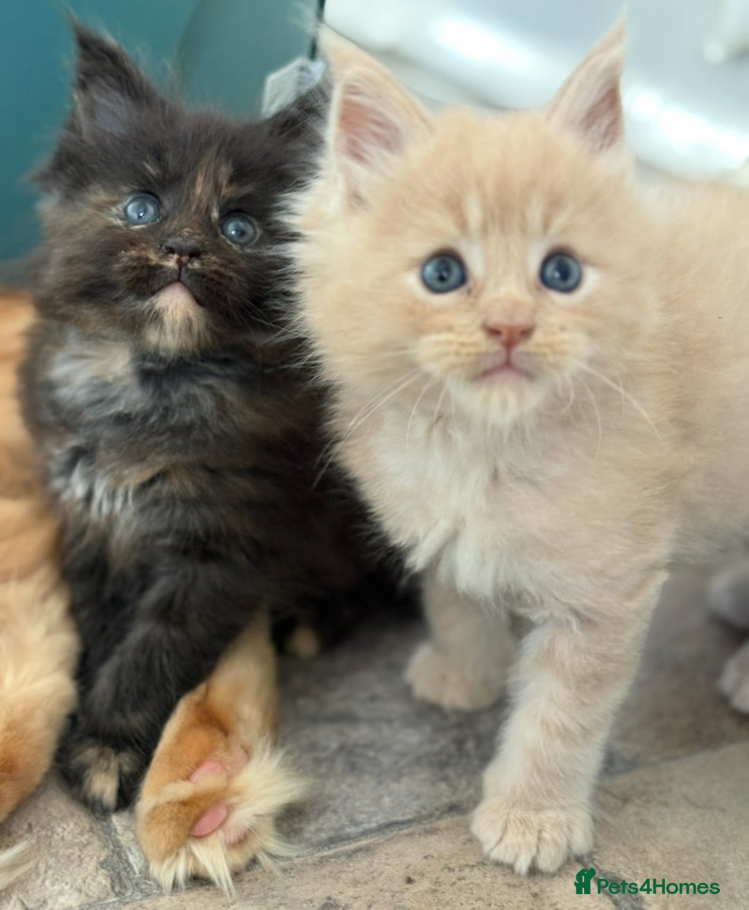 Maine Coon cats for sale: GCCF Reg Main Coon Kittens - Image 6