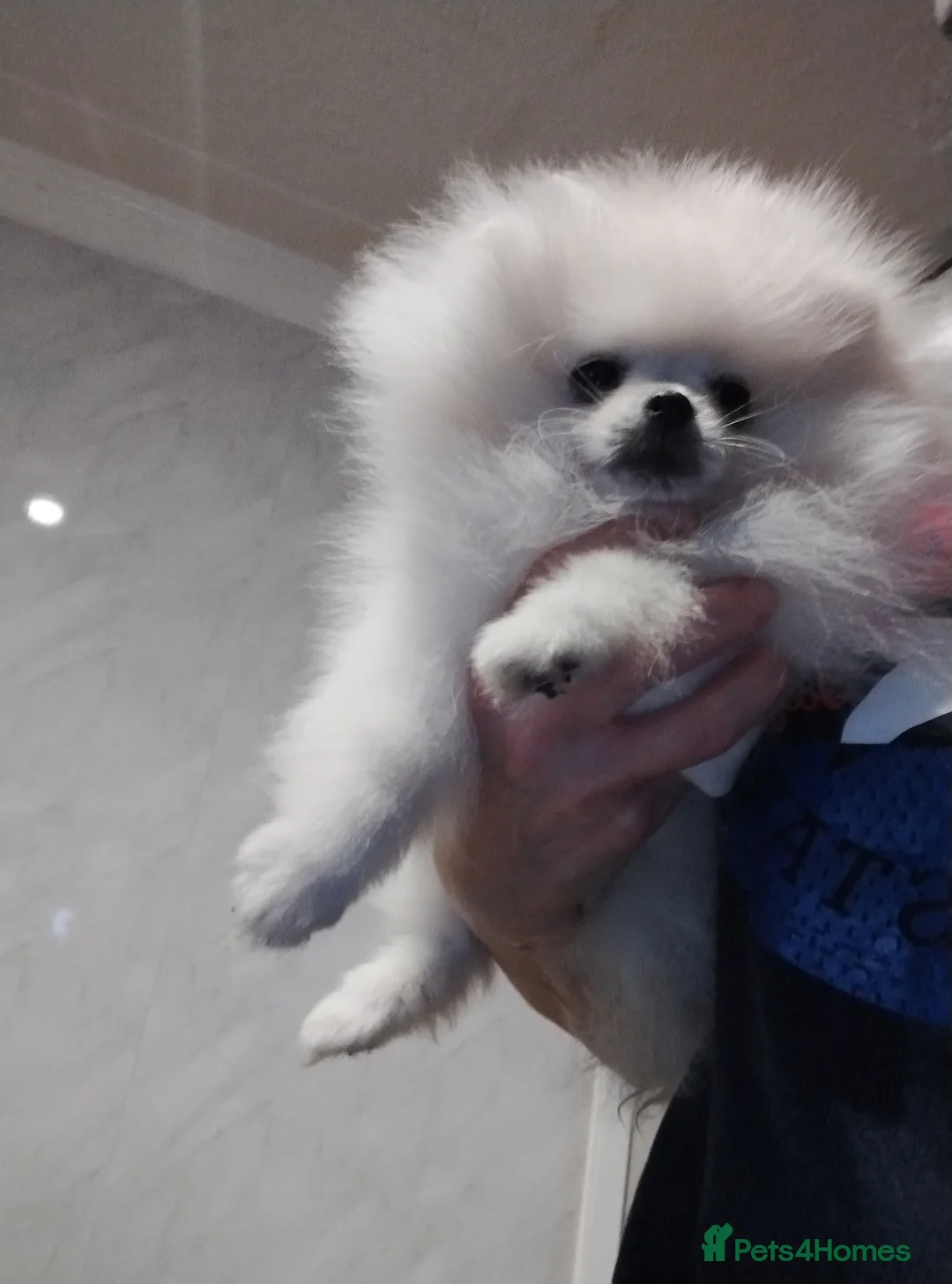 Pomeranian dogs for stud: HIGH QUALITY HALF KOREAN LINE  BOY FOR STUD - Advert 40