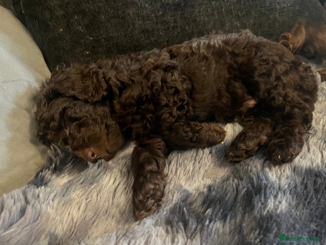 Labradoodle dogs for sale: 🐾Stunning Mini Labradoodle F1b Pups DNA Check🐾  - Image 15