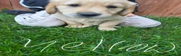Golden Retriever dogs for sale: Golden retriever puppy's  - Advert 1
