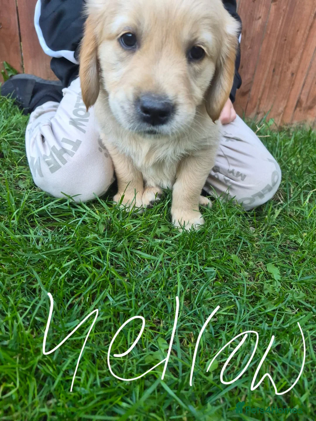 Golden Retriever dogs for sale: Golden retriever puppy's  - Advert 1