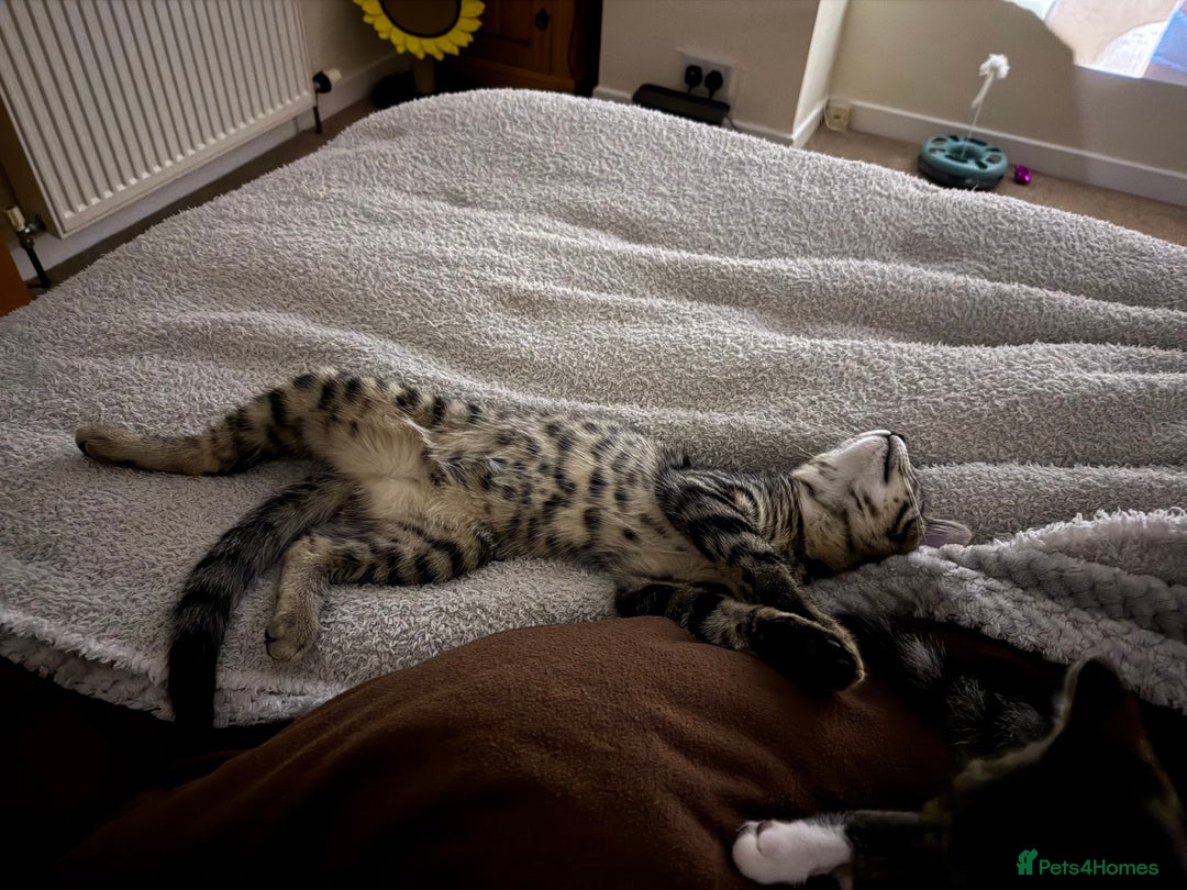 British Shorthair cats for sale: 3 kittens for sale - Image 2