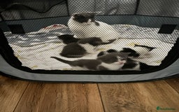 Domestic Shorthair cats for sale: 8 week old kittens - Image 1