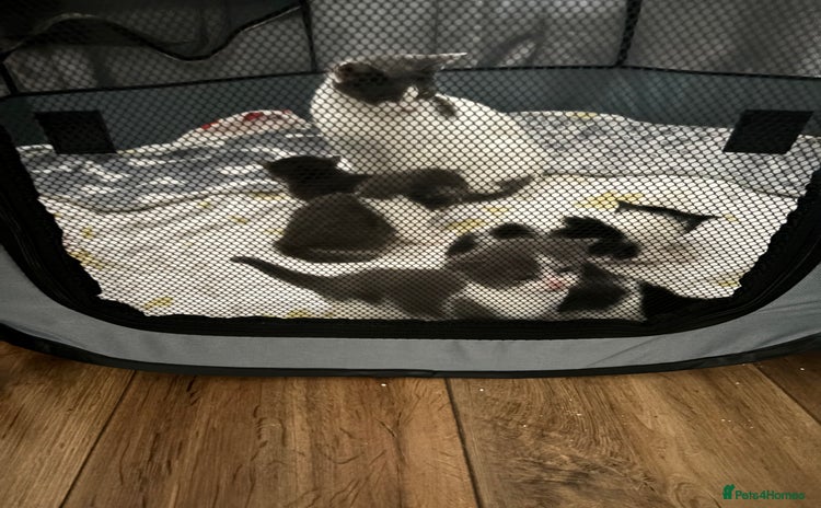 Domestic Shorthair cats - Advert 1
